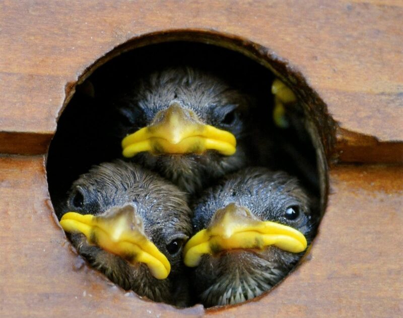 Baby Birds