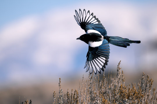 Magpies