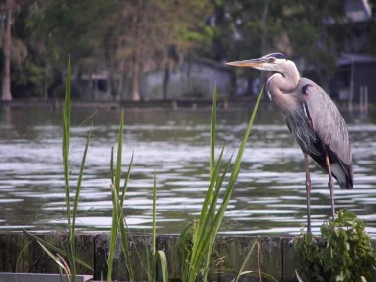 Heron