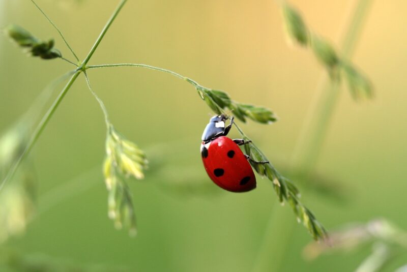 Ladybugs