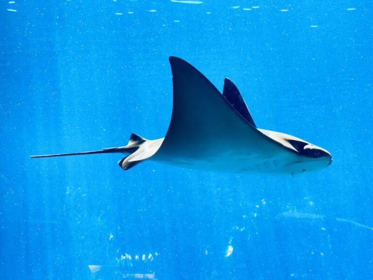 Manta Ray