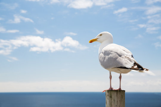 Seagull