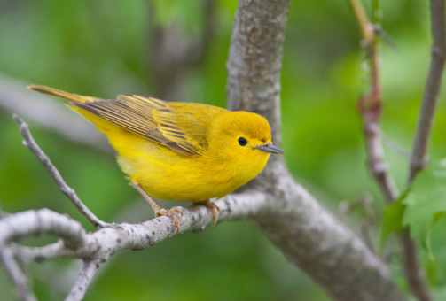 Yellow Bird