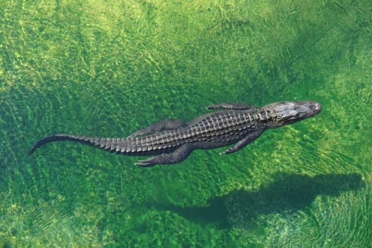 Alligator