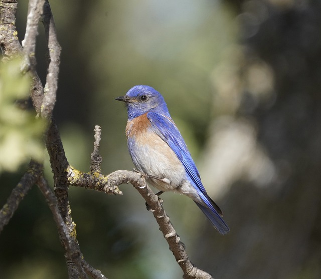 Bluebird