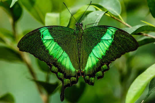 Green Butterfly