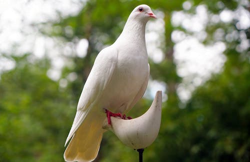 White Dove