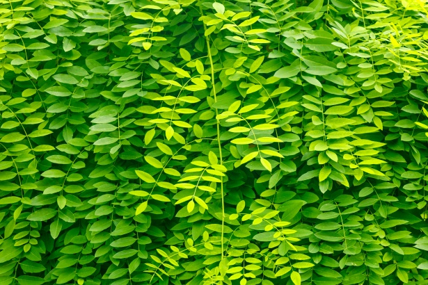 Green Leaves