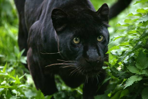 Black Panther