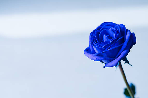 blue rose