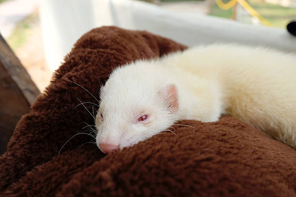 White Ferret