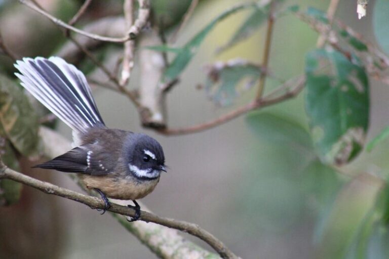 Fantail