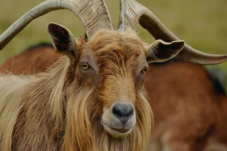 Brown Goat