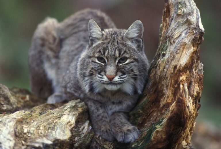 Bobcat