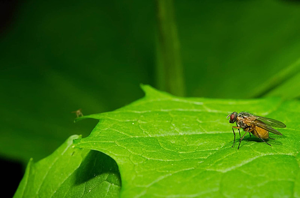 Fly Following You