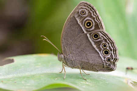 The Spiritual Meaning of a Silver Butterfly: A Radiant Symbol of Transformation