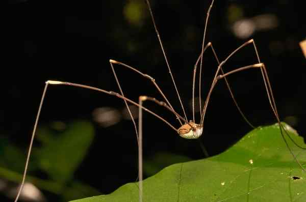 Spiritual Meaning of Daddy Long Legs