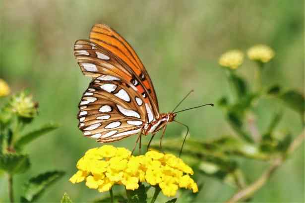 Gulf Fritillary Butterfly Spiritual Meaning