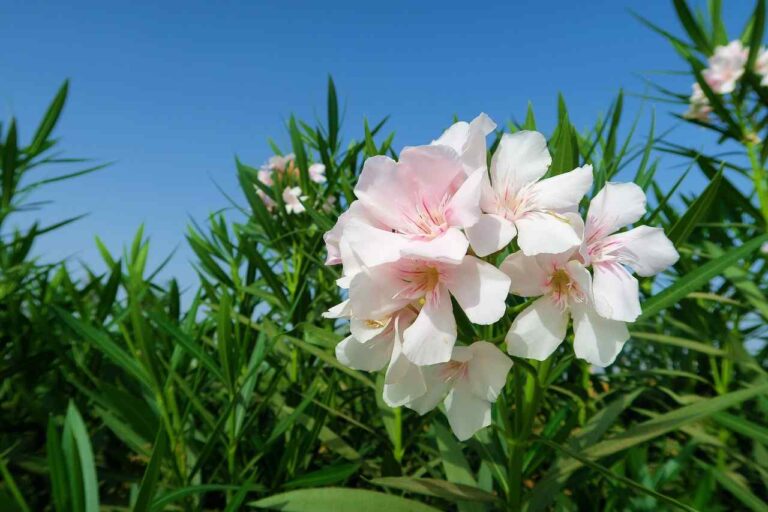 White Oleander Flower Meaning