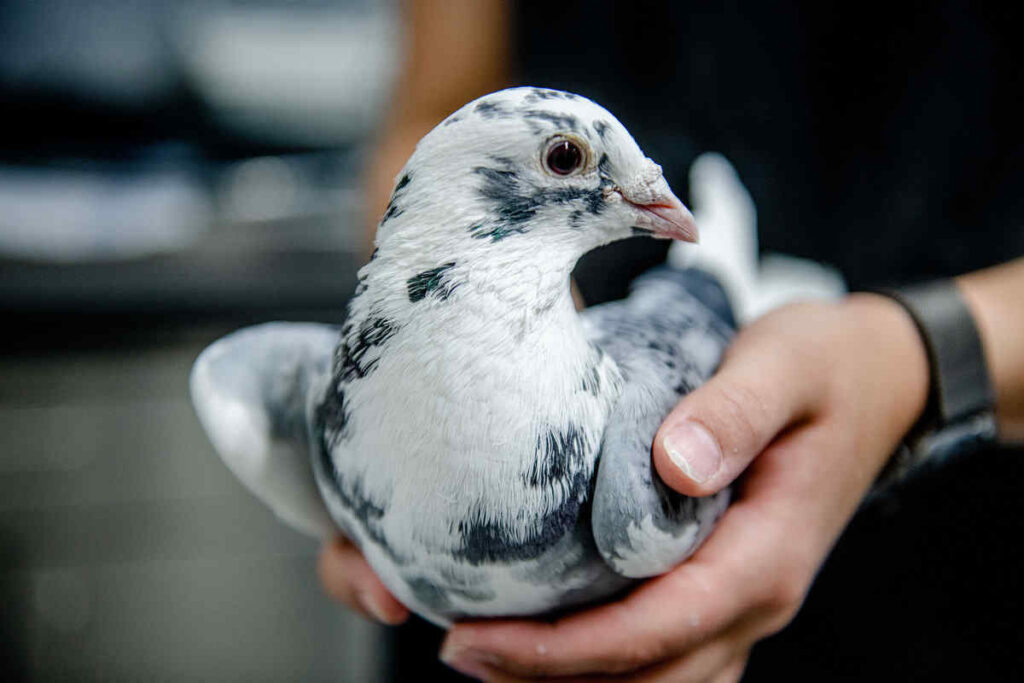 Are White Pigeons Good Luck