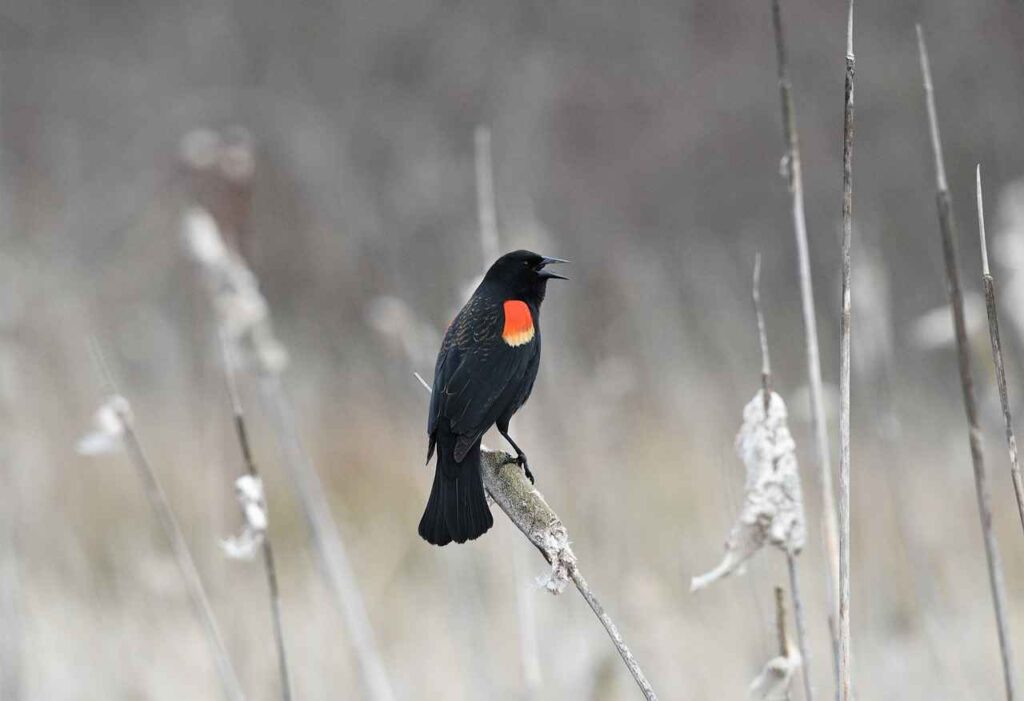 Red-Winged Blackbird