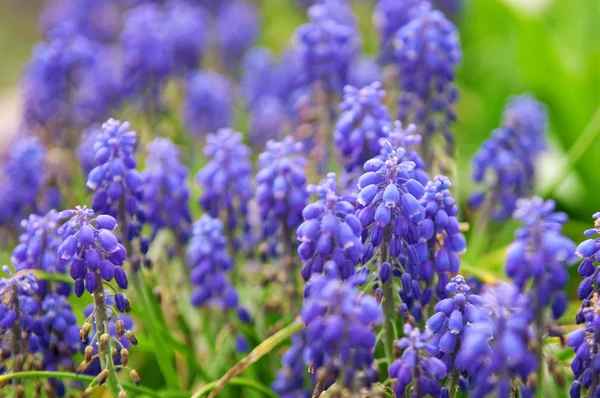 Spiritual Meaning of Smelling Hyacinths: Awakening Your Senses