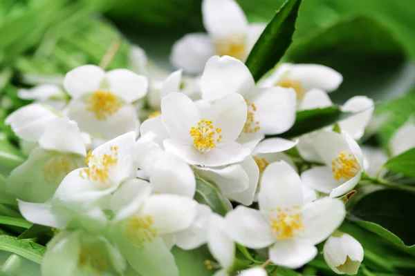 Spiritual Meaning of Smelling Jasmine: Unveiling Inner Peace