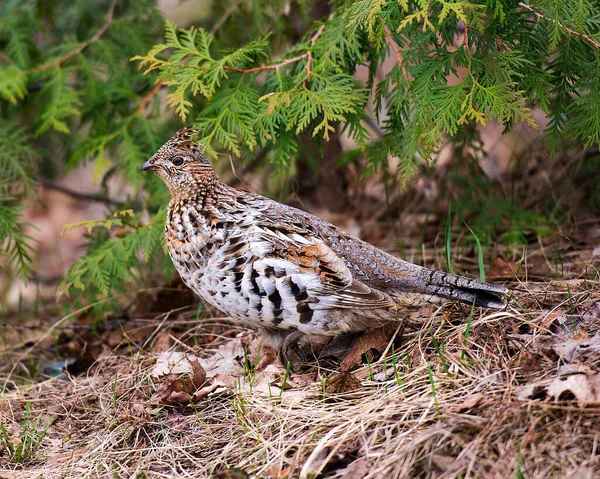 Spiritual Meaning of a Grouse: Grounded Wisdom and Spiritual Insights