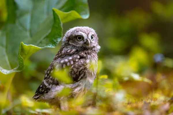 baby owl