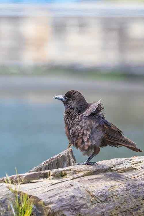 Baby crow