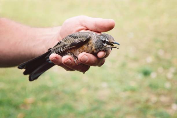 Injured bird