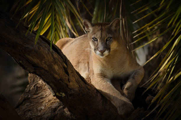 Spiritual Meaning of Cougar in Dreams: The Mystical Presence of a Feline Spirit