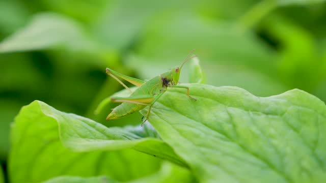 Green Cricket