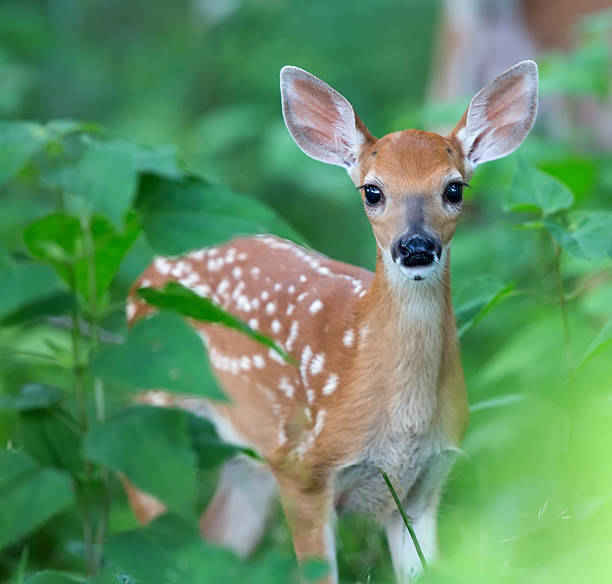 baby deer