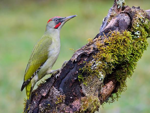 Green Woodpecker