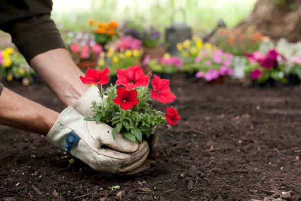 Biblical Meaning of Planting Flowers