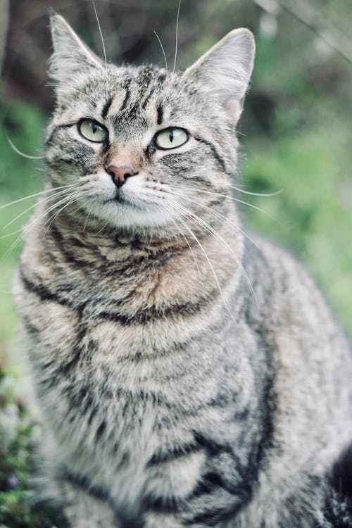 Spiritual Meaning of Grey Tabby Cat in House: Divine Connections