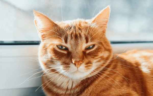 Orange tabby cat