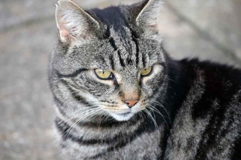 Grey tabby