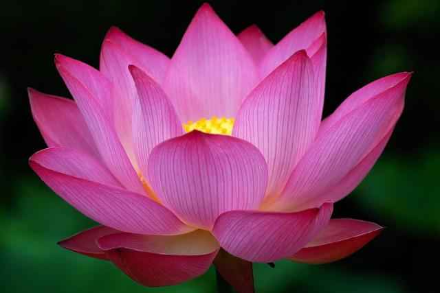 lotus flower