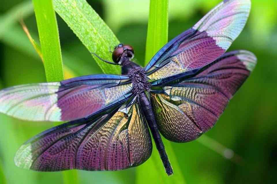 Purple Dragonfly Spiritual Meaning: What Does It Mean?