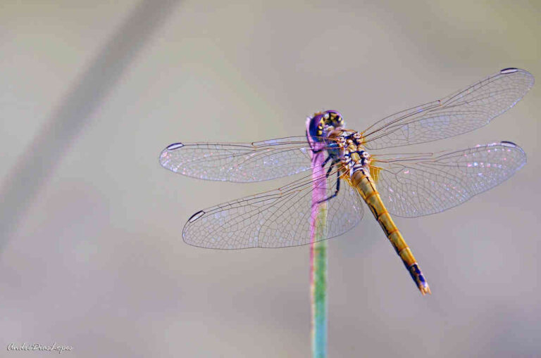 Multicolored Dragonfly Spiritual Meaning: Unlocking the Mystery