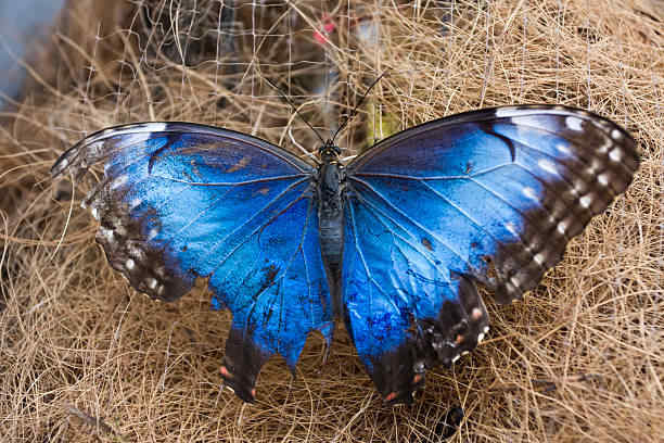 The Butterfly with a Broken Wing: 15 Symbolism