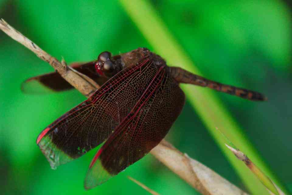 Brown Dragonfly Spiritual Meaning: What Does It Mean?