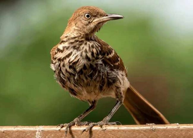 Brown Thrasher Spiritual Meaning