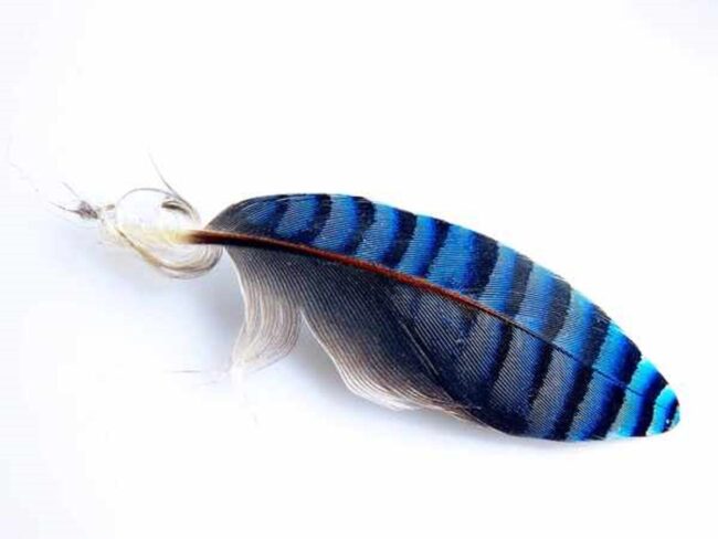 Finding a Blue Jay Feather: Spiritual Meanings