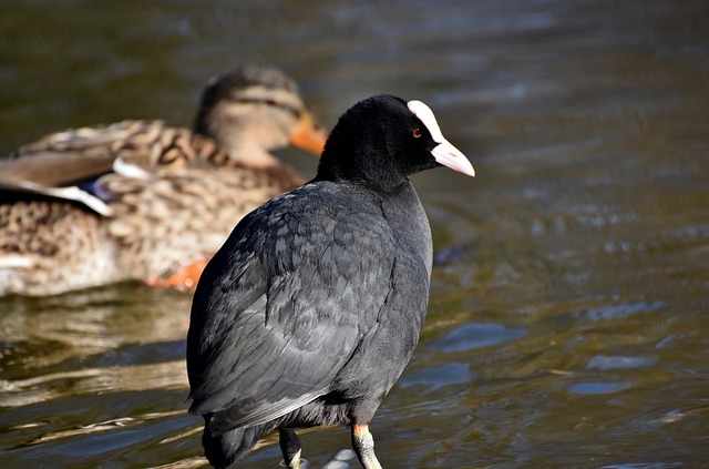 Unlocking the Spiritual Meaning of Coots