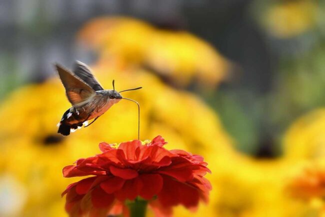 Spiritual Significance of the Hummingbird Moth