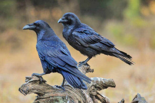 Seeing 2, 3, 4, 5, and up to 8 Ravens: Unraveling the Mystical Threads of Spiritual Meaning