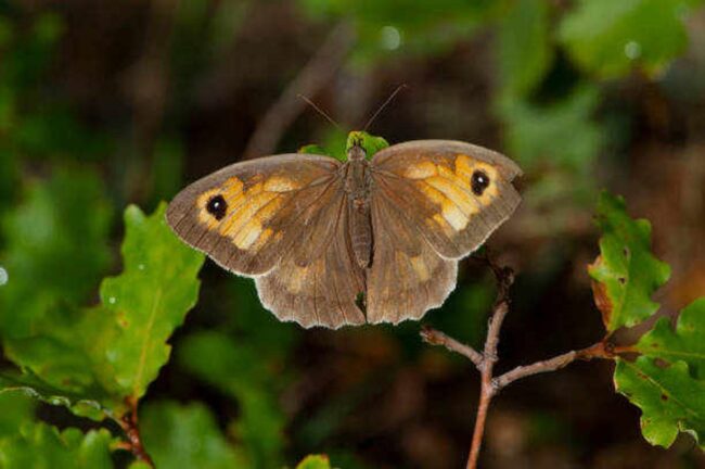 🦋 What is the Spiritual Meaning of Brown Butterfly